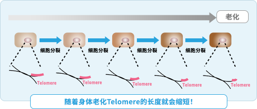 随着身体老化Telomere的长度就会缩短！