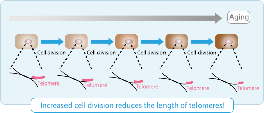 Increased cell division reduces the length of telomeres!