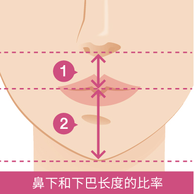 鼻下と顎の長さの比率