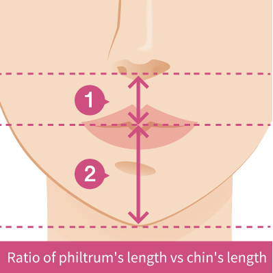 鼻下と顎の長さの比率