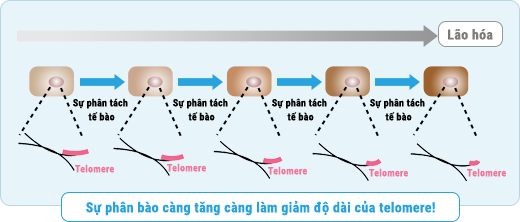 Sự phân bào càng tăng càng làm giảm độ dài của telomere!