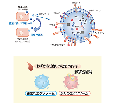 エクソソームとは