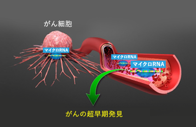 マイクロRNAを検出